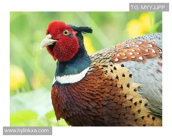 冈山绿雉与心灵的对话探索自然与情感的交汇之美 冈山绿雉与心灵的对话探索自然与情感的交汇之美